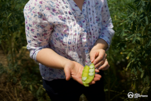 Lupino gigante Masseria Del Sesto